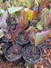 CANNA WYOMING (RHIZOME)TROPICAL FOLIAGE ! - Caribbean garden seed