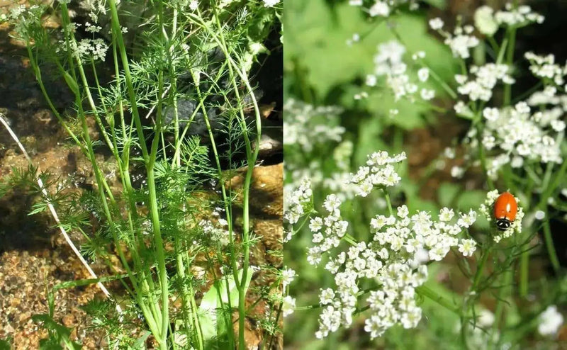 CARAWAY HERB Seed (Carum Carvi) , Persian CUMIN & Meridian fennel Seeds - Caribbean garden seed