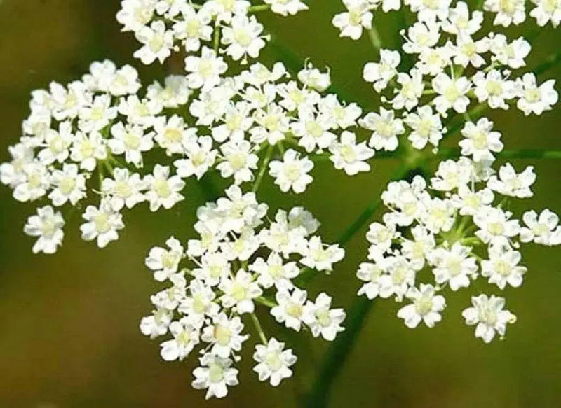 CARAWAY HERB Seed (Carum Carvi) , Persian CUMIN & Meridian fennel Seeds - Caribbean garden seed