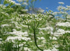 CARAWAY HERB Seed (Carum Carvi) , Persian CUMIN & Meridian fennel Seeds - Caribbean garden seed