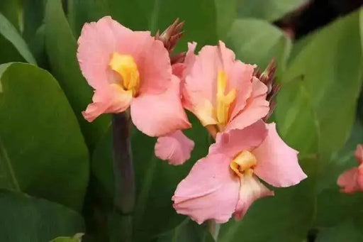 Canna tall green leaf 'Aida' flowering plant ( 2-3eyes/Bulbs/Rhizome) ,tropical look - Caribbean garden seed
