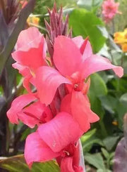 Canna tall green leaf 'Aida' flowering plant ( 2-3eyes/Bulbs/Rhizome) ,tropical look - Caribbean garden seed