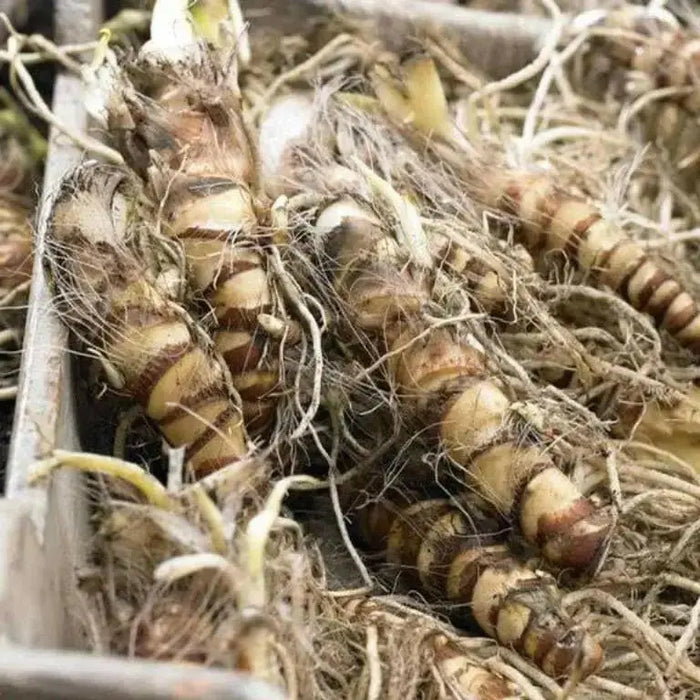 Canna tall green leaf 'Aida' flowering plant ( 2-3eyes/Bulbs/Rhizome) ,tropical look - Caribbean garden seed