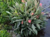 Canna tall green leaf 'Aida' flowering plant ( 2-3eyes/Bulbs/Rhizome) ,tropical look - Caribbean garden seed