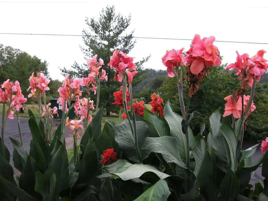 Canna tall green leaf 'Aida' flowering plant ( 2-3eyes/Bulbs/Rhizome) ,tropical look - Caribbean garden seed