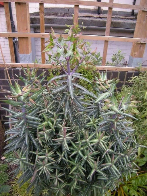 Caper Spurge SEEDS (Euphorbia lathyris)  biennial - Caribbean garden seed