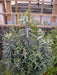 Caper Spurge SEEDS (Euphorbia lathyris)  biennial - Caribbean garden seed