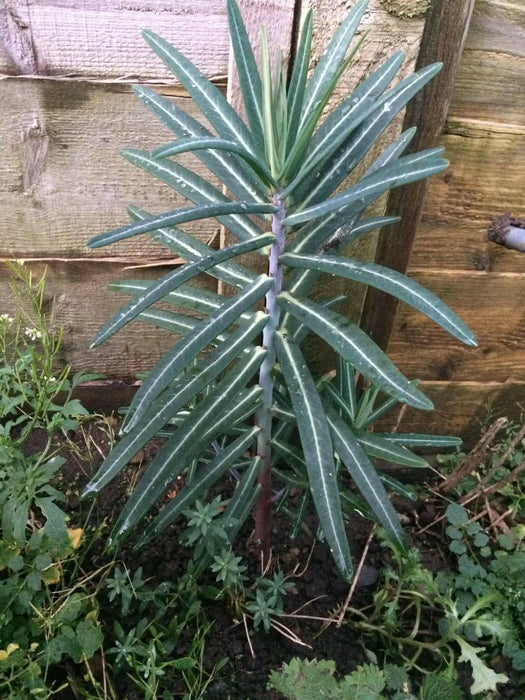 Caper Spurge SEEDS (Euphorbia lathyris)  biennial - Caribbean garden seed