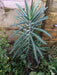 Caper Spurge SEEDS (Euphorbia lathyris)  biennial - Caribbean garden seed