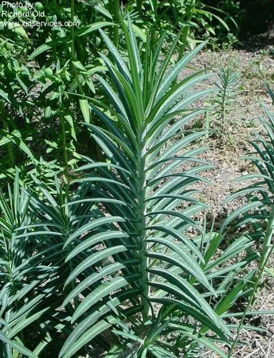 Caper Spurge SEEDS (Euphorbia lathyris)  biennial - Caribbean garden seed