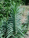 Caper Spurge SEEDS (Euphorbia lathyris)  biennial - Caribbean garden seed