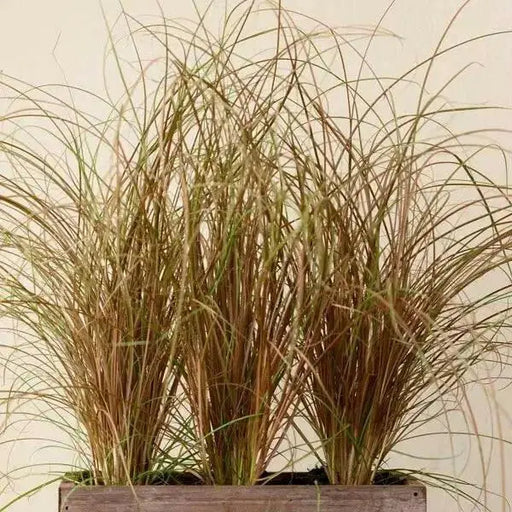 Carex Bronco (New Zealand Hair Sedge Ornamental Grass) (LIVE PLANT) EVERGREEN FOLIAGE - Caribbean garden seed