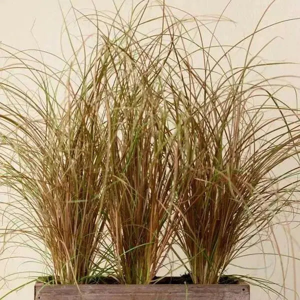 Carex Bronco (New Zealand Hair Sedge Ornamental Grass) (LIVE PLANT) EVERGREEN FOLIAGE - Caribbean garden seed