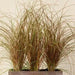 Carex Bronco (New Zealand Hair Sedge Ornamental Grass) (LIVE PLANT) EVERGREEN FOLIAGE - Caribbean garden seed
