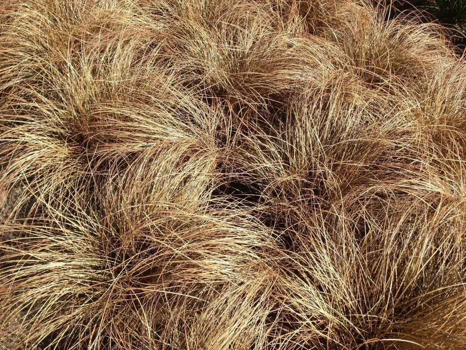 Carex Bronco (New Zealand Hair Sedge Ornamental Grass) (LIVE PLANT) EVERGREEN FOLIAGE - Caribbean garden seed