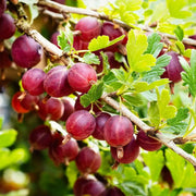 Captivator Gooseberry (Live plants) Perennial Vine,Thornless - Caribbean garden seed