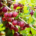 Captivator Gooseberry (Live plants) Perennial Vine,Thornless - Caribbean garden seed