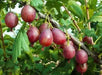 Captivator Gooseberry (Live plants) Perennial Vine,Thornless - Caribbean garden seed