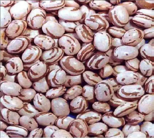 Carioca bean (feijão carioquinha), Dry Shelling,Brazil's most popular bean.- similar to pinto beans - Caribbean garden seed