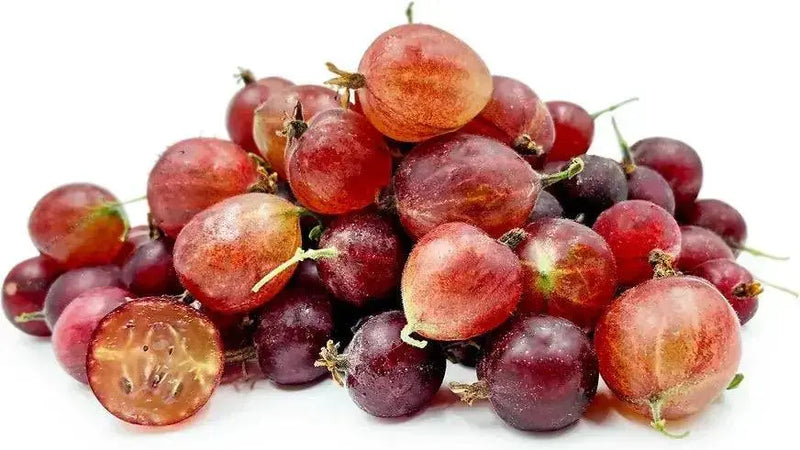 Captivator Gooseberry (Live plants) Perennial Vine,Thornless - Caribbean garden seed