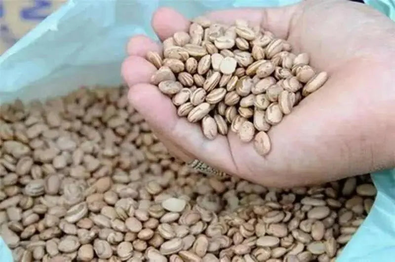 Carioca bean (feijão carioquinha), Dry Shelling,Brazil's most popular bean.- similar to pinto beans - Caribbean garden seed