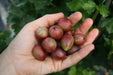 Captivator Gooseberry (Live plants) Perennial Vine,Thornless - Caribbean garden seed