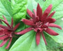 Carolina Allspice Seeds,flowers have a beautiful mild spicy fragrance. - Caribbean garden seed