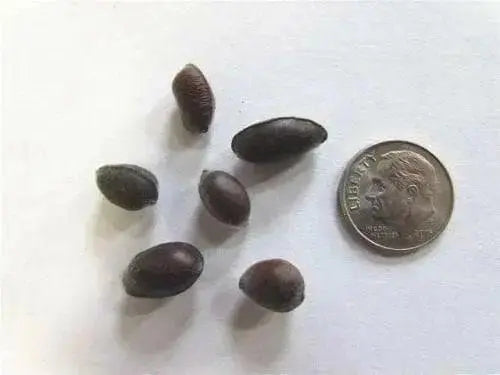 Carolina Allspice Seeds,flowers have a beautiful mild spicy fragrance. - Caribbean garden seed