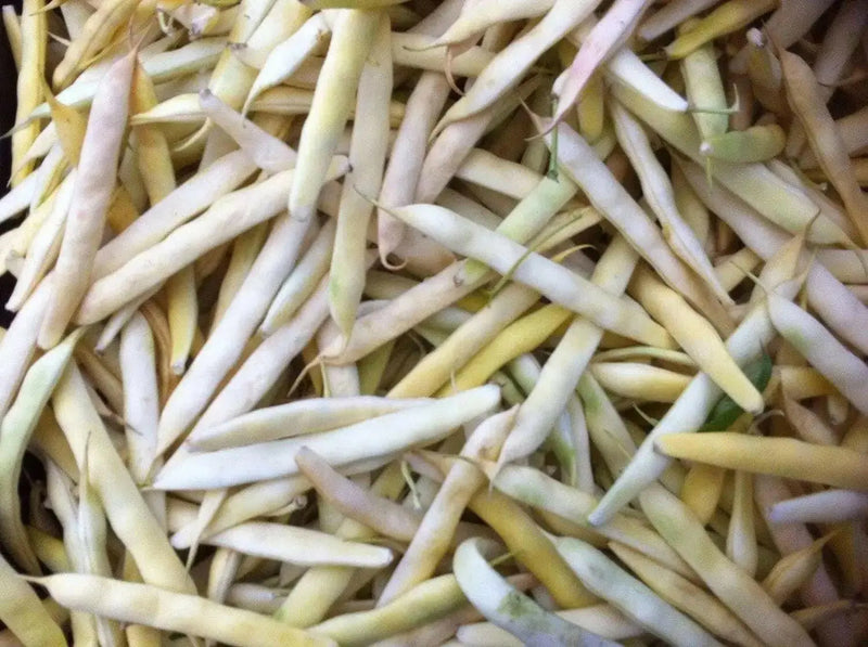 Cannellini BUSH Beans ,aka white kidney beans - Caribbean garden seed