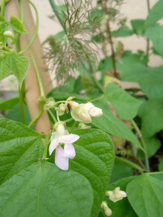 Cannellini BUSH Beans ,aka white kidney beans - Caribbean garden seed