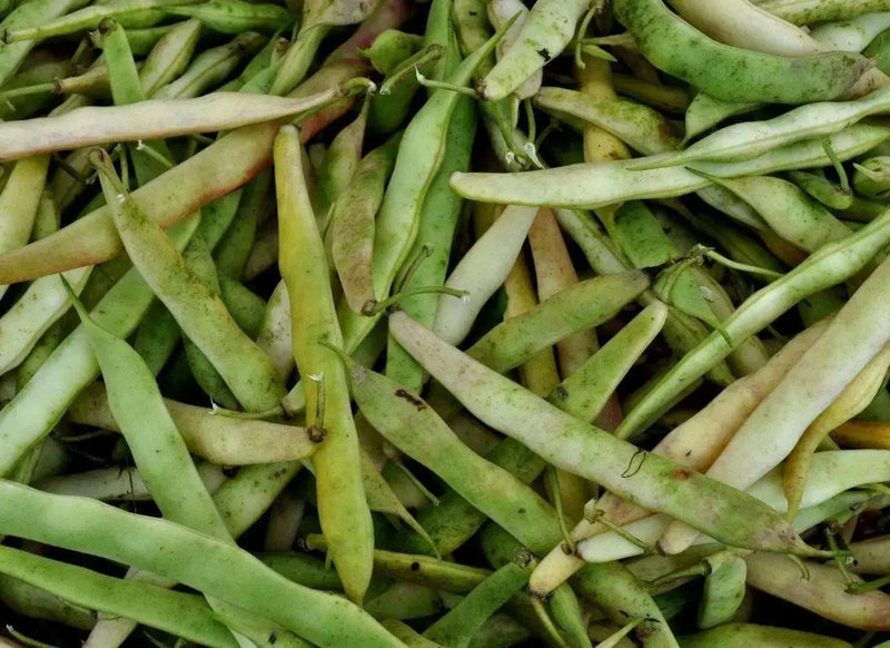 Cannellini BUSH Beans ,aka white kidney beans - Caribbean garden seed