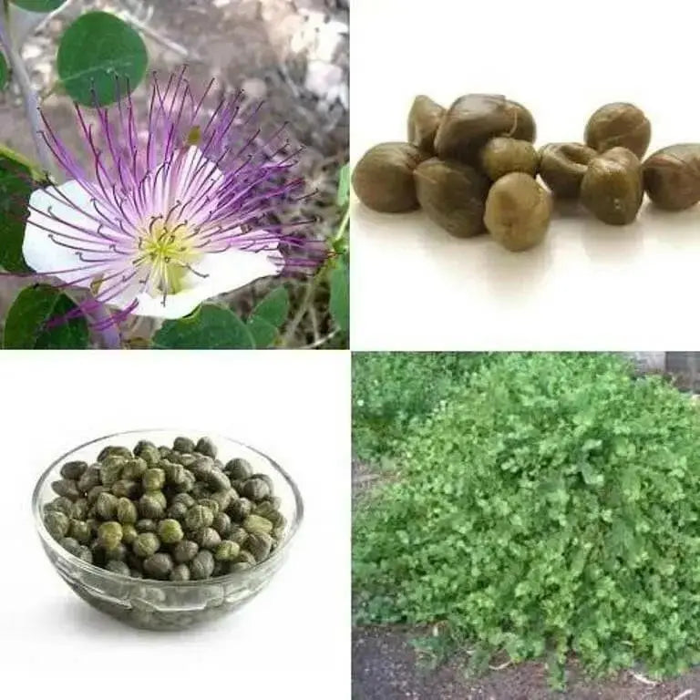 Caper Seeds (Capparis spinosa) Use as Medical & Culinary Herb-Perennial - Caribbean garden seed