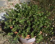 Caper Seeds (Capparis spinosa) Use as Medical & Culinary Herb-Perennial - Caribbean garden seed