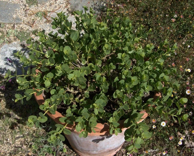 Caper Seeds (Capparis spinosa) Use as Medical & Culinary Herb-Perennial - Caribbean garden seed