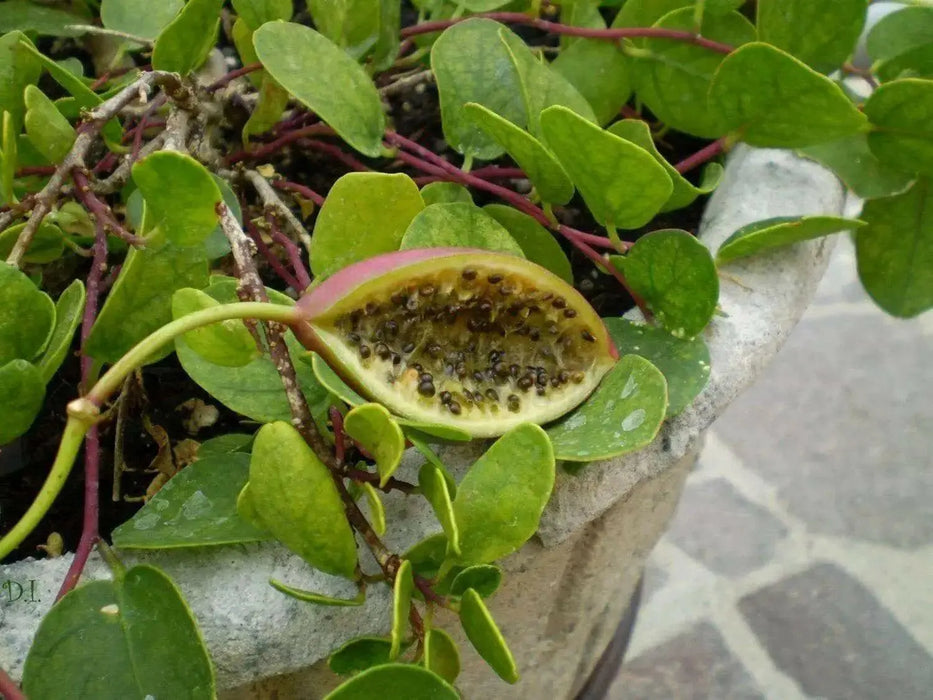 Caper Seeds (Capparis spinosa) Use as Medical & Culinary Herb-Perennial - Caribbean garden seed