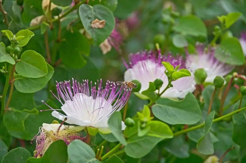 Caper Seeds (Capparis spinosa) Use as Medical & Culinary Herb-Perennial - Caribbean garden seed