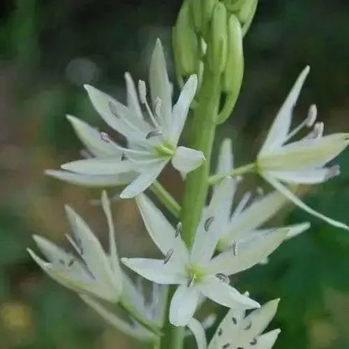 Camassia leichtlinii BULBS' WHITE' - Caribbean garden seed