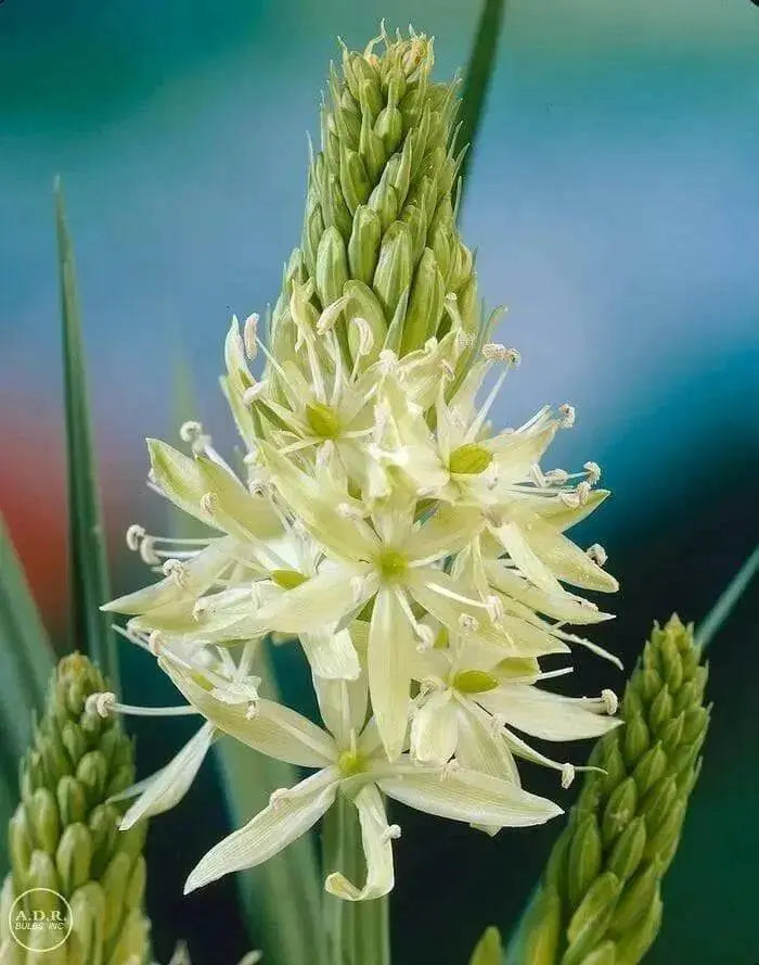 Camassia leichtlinii BULBS' WHITE' - Caribbean garden seed