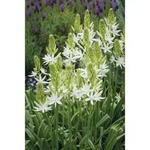 Camassia leichtlinii BULBS' WHITE' - Caribbean garden seed