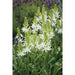 Camassia leichtlinii BULBS' WHITE' - Caribbean garden seed