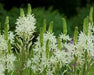 Camassia leichtlinii BULBS' WHITE' - Caribbean garden seed