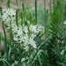 Camassia leichtlinii BULBS' WHITE' - Caribbean garden seed