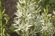 Camassia leichtlinii BULBS' WHITE' - Caribbean garden seed