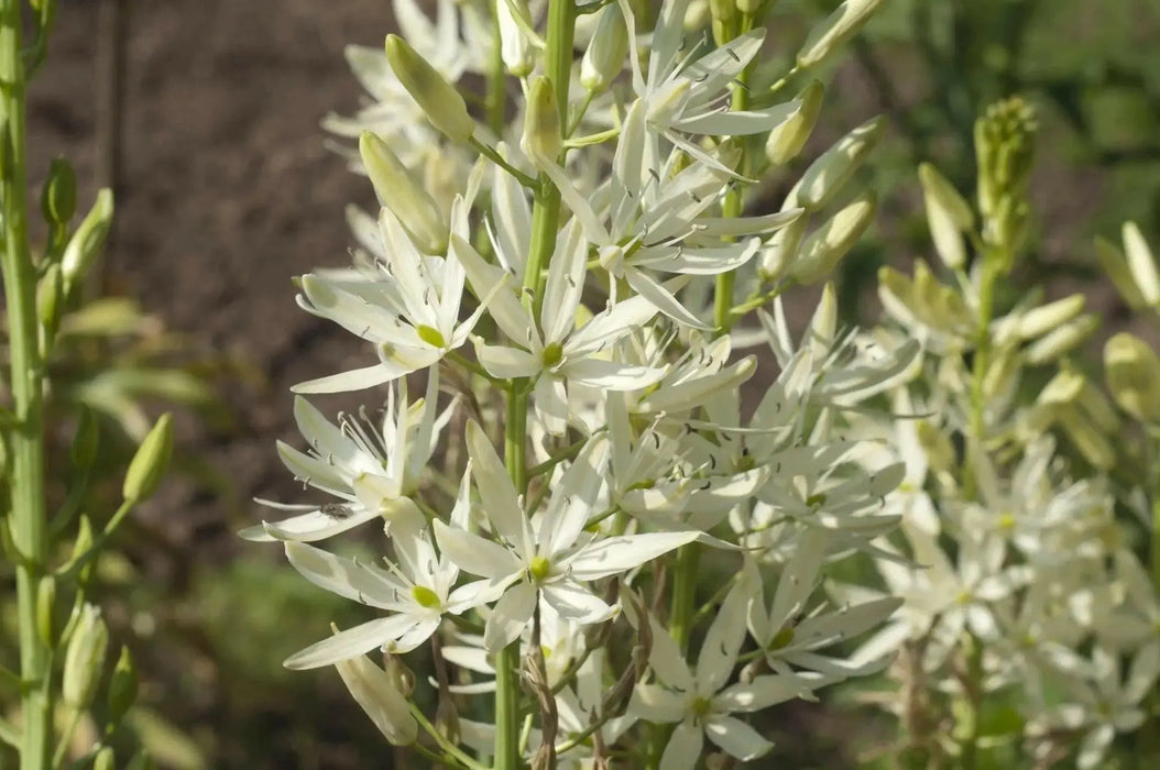 Camassia leichtlinii BULBS' WHITE' - Caribbean garden seed