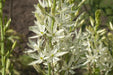 Camassia leichtlinii BULBS' WHITE' - Caribbean garden seed