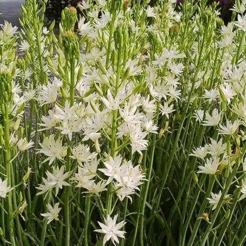 Camassia leichtlinii BULBS' WHITE' - Caribbean garden seed