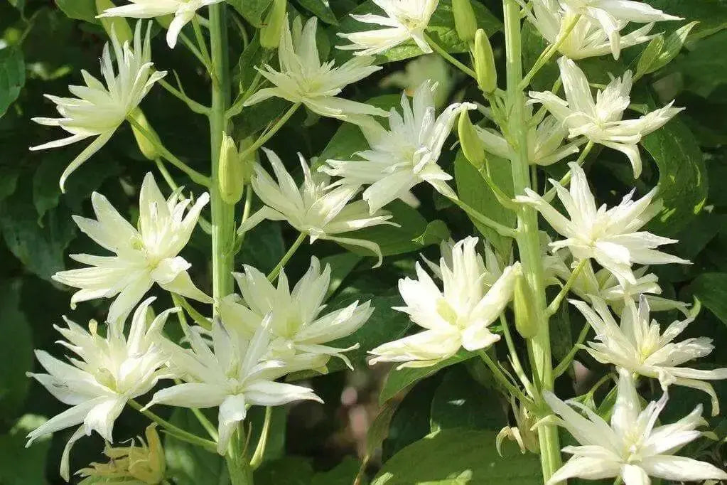 Camassia leichtlinii BULBS' WHITE' - Caribbean garden seed