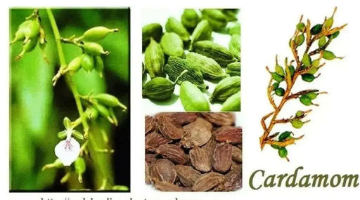 CARDAMOM HERB Seeds ,Grow Indoors or Outdoors - Caribbean garden seed