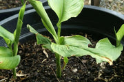 CARDAMOM HERB Seeds ,Grow Indoors or Outdoors - Caribbean garden seed