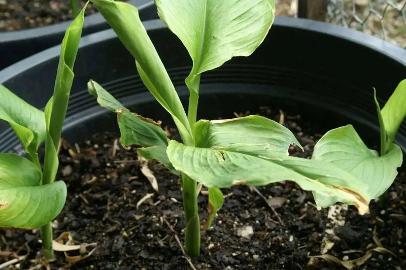 CARDAMOM HERB Seeds ,Grow Indoors or Outdoors - Caribbean garden seed